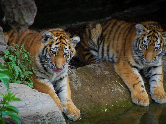 Россия поделится амурскими тиграми с Казахстаном