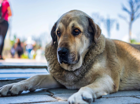 Красноярский кооператив не справился с отловом собак в Ширинском районе