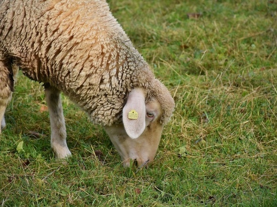 В Оренбуржье подросток украл овцу, чтобы приготовить шашлык на свой день рождения