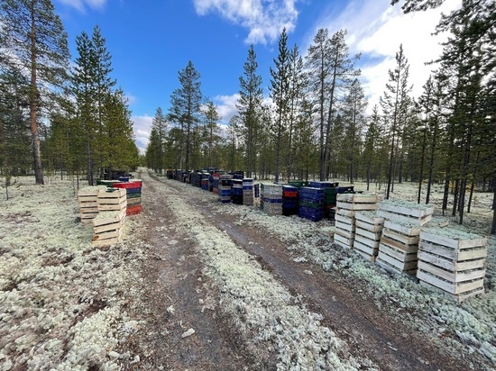 Власти Надымского района прокомментировали вывоз ягеля из леса в промышленных масштабах