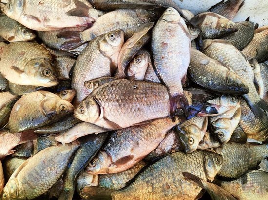 В Калининградскую область не смогли провезти 27 тонн мороженой пеламиды из-за нарушений