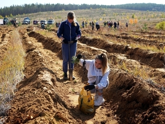 Два гектара будущего соснового леса высадили в Забайкалье