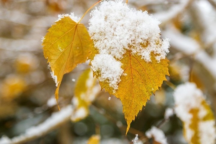 В утренние и ночные часы в Костромской области ожидаются заморозки