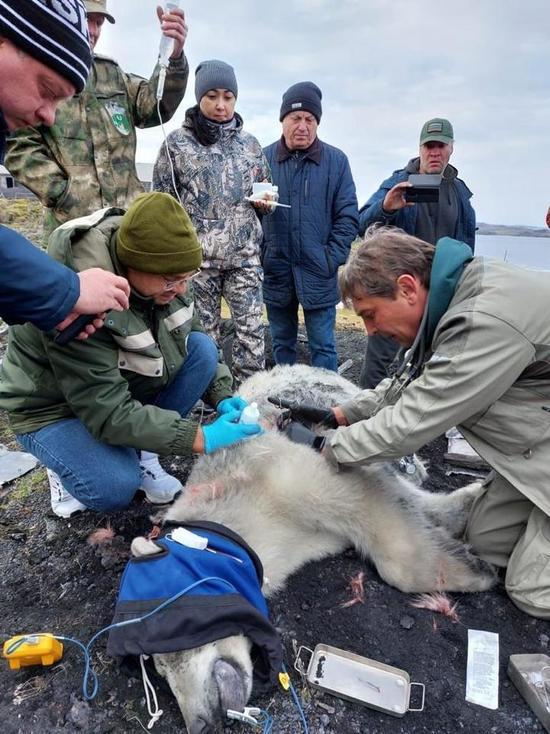 Экологи из Красноярского края спасают серьезно раненого белого медведя на Диксоне
