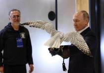 Владимир Путин в Петропавловске-Камчатском пообщался с сотрудниками соколиного центра «Камчатка», специализирующегося на разведении и тренировке хищных птиц, в частности, кречетов