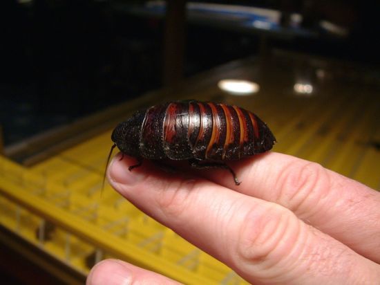 Японские ученые создали таракана-киборга