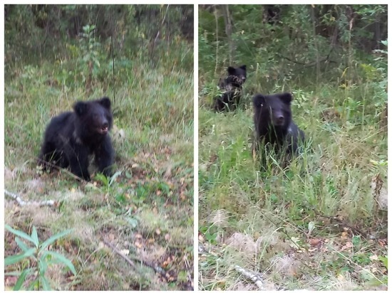 Медвежат заметили в Болотнинском районе Новосибирской области