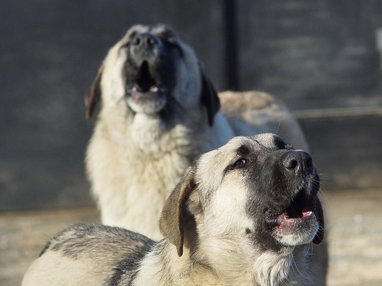 В Уфе собаки напали на ребенка и женщину