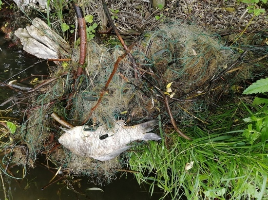 Мертвая рыба заполонила водохранилище Новомосковска