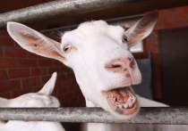 Жестокое убийство козы произошло в понедельник на поле в Дмитровском городском округе близ деревни Дядьково