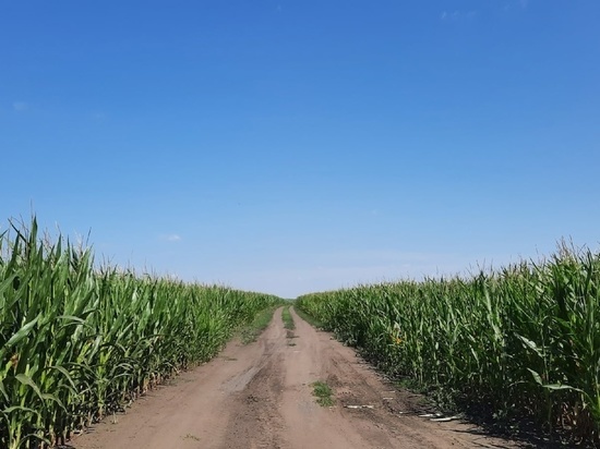 В Тамбовской области начали убирать кукурузу