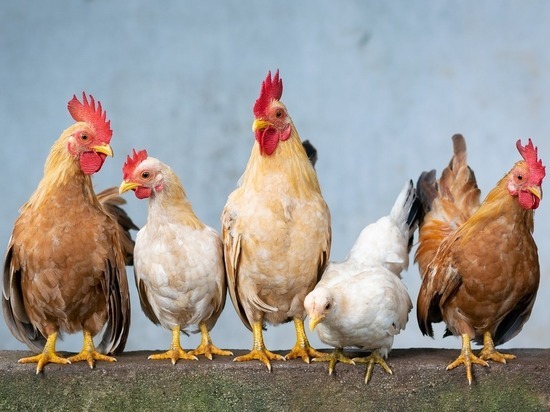 «Ъ»: Производители мяса хотят ограничить содержание домашних птиц