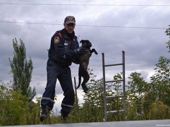 В Челябинске спасли щенка, упавшего в коллектор