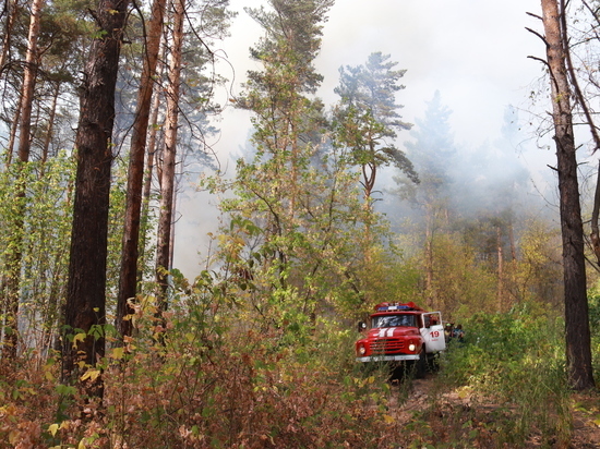 Лес и трава загорелись неподалеку от предприятия оборонки в Бийске