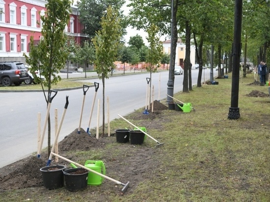 Столица Карелии получила 20 саженцев липы