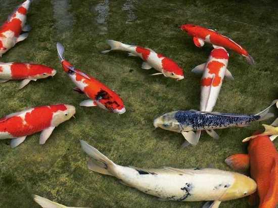 Эксперт рассказал, какую рыбу можно разводить в своем пруду