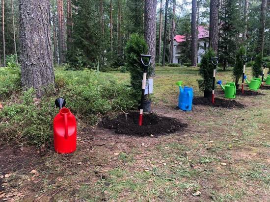 Молодежь высадила 15 туй на Аллее памяти в Луге