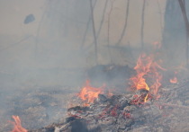 Лес и трава загорелись в бывшей промзоне, неподалеку от Бийского олеумного завода