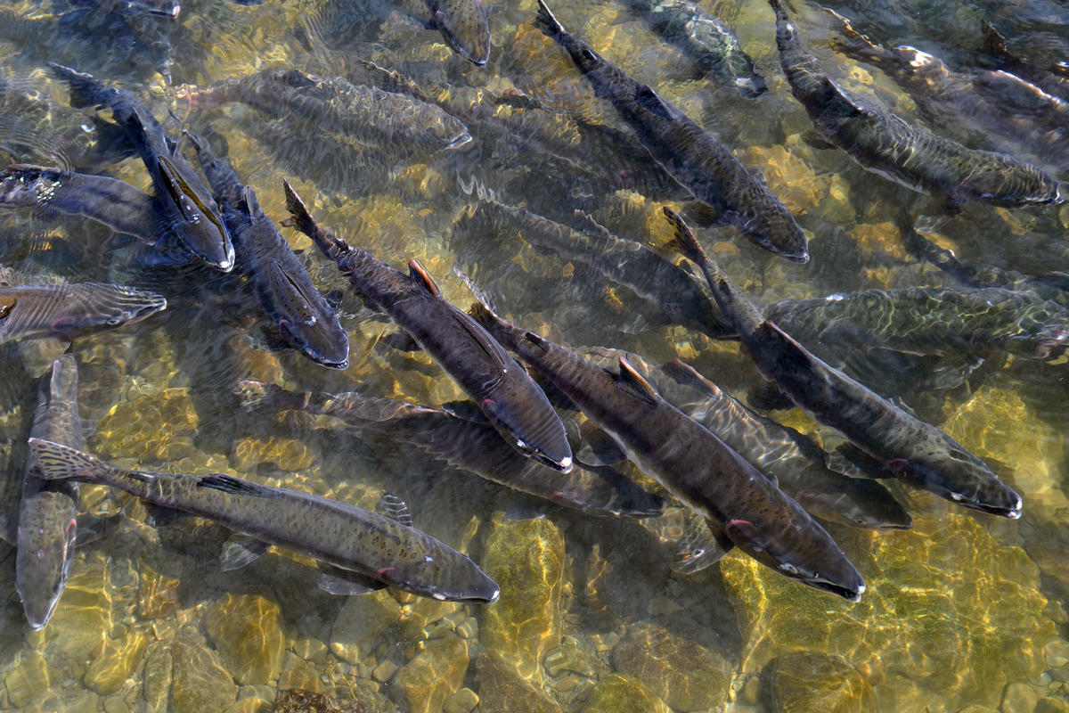 Рыбы карского моря