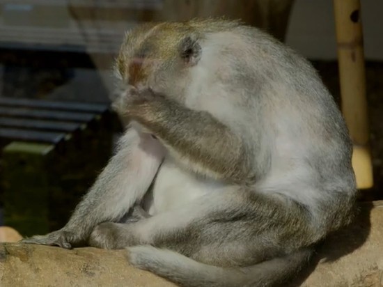 В британском зоопарке готовы усыпить животных из-за роста стоимости электроэнергии