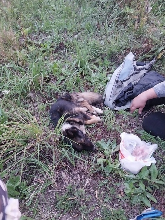 Кузбассовцы спасли провалившуюся в канализацию собаку