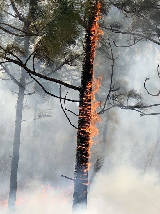 Власти Тувы ввели режим ЧС из-за лесных пожаров