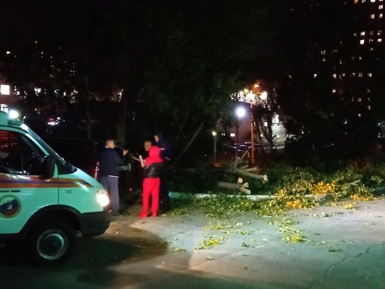 В Новосибирске упавшее от ветра дерево перегородило проезд к поликлинике на Родниках