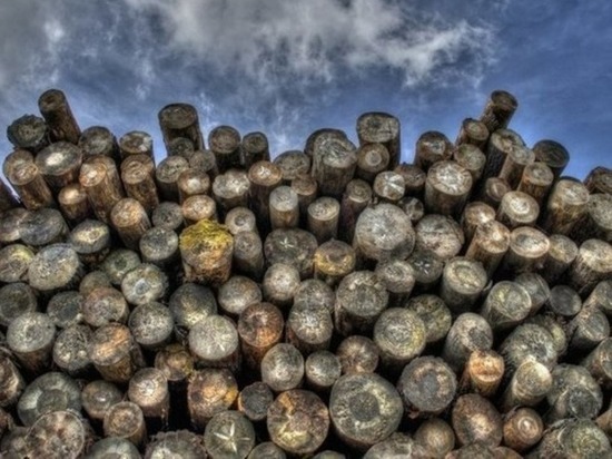 Десять забайкальцев незаконно вывезли древесины на 411 млн рублей за границу