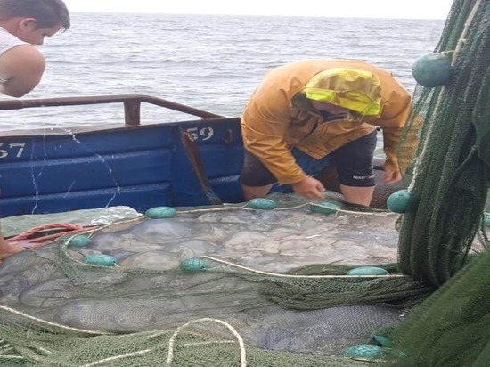В Азовском море нашли медуз весом более 10 кг