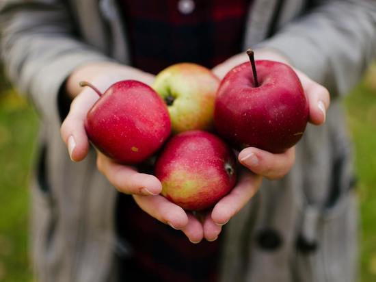 «Осенние яблоки у вас пролежат полтора месяца»