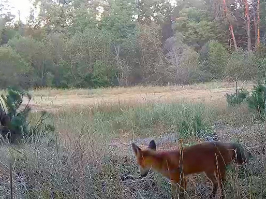 Скрытая видеокамера в Воронежском заповеднике поймала лисят, которые учатся охотиться