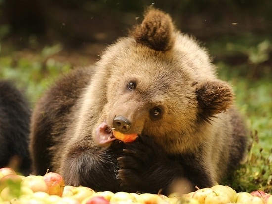 Для медвежат из Кировской области устроили яблочный пир
