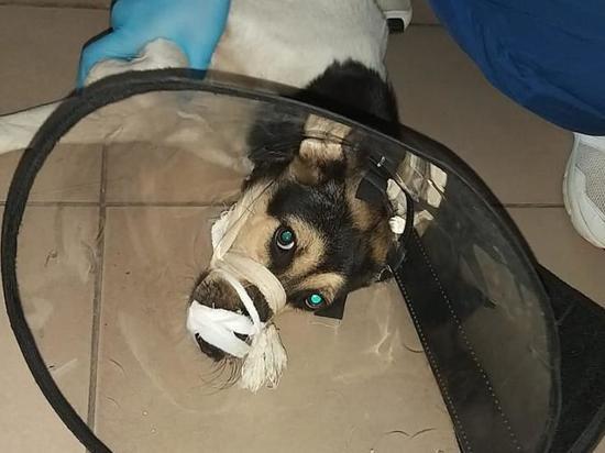 Расстрелянную в Рязани собаку пришлось усыпить из-за повреждения спинного мозга