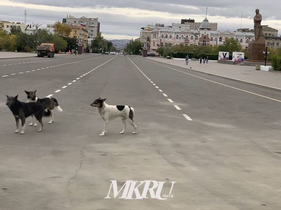 «Пять звёзд» будет ловить бездомных собак в Чите за 14 млн рублей