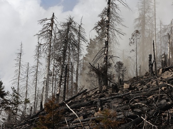 В Рязанской области отменили режим ЧС, введенный из-за лесных пожаров