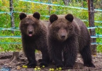 В Алтайском биосферном заповеднике выпустили на волю медвежат Редиса и Каприза, мать которых убили браконьеры