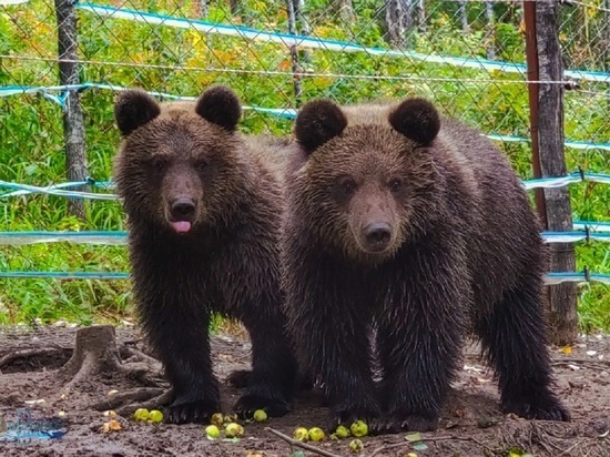 В алтайском заповеднике медвежат-сирот Редиса и Сюрприза выпустили в дикую природу