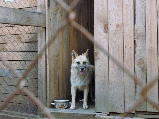 Томский приют для собак просит жителей о помощи