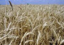 В Госдепе США назвали зерновой рынок глобальным в ответ на критику со стороны России, что украинская пшеница вместо беднейших стран поставляется в государства ЕС