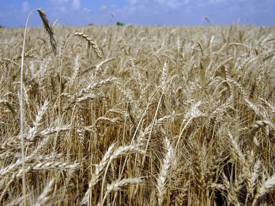 Госдеп США прокомментировал отправку украинской пшеницы  странам ЕС
