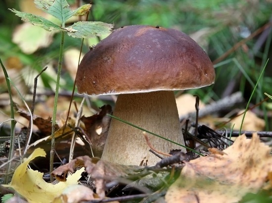 Ярославские любители тихой охоты жалуются, что первая осенняя неделя грибами не порадовала