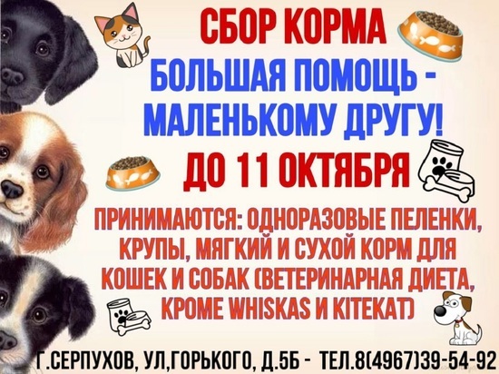 Молодые активисты Серпухова запускают акцию помощи бездомным животным