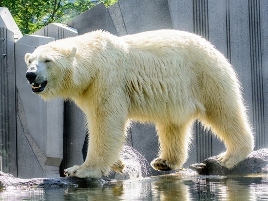 Белая медведица в Ленинградском зоопарке получила в подарок пластиковую канистру