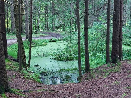 В поселке Панковка Новгородского района пропал 16-летний подросток