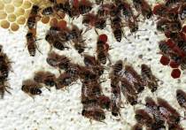 В Великобритании пчелам сообщили с королевской пасеки сообщили о смерти Елизаветы II
