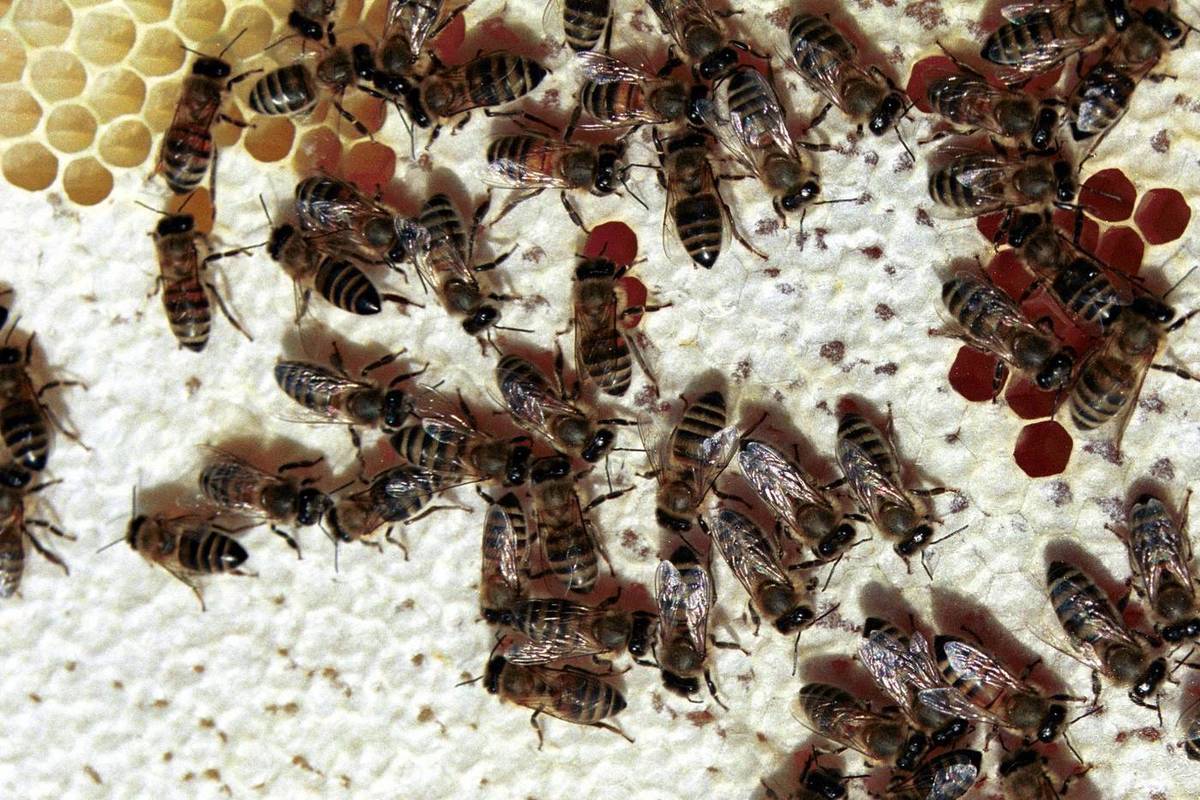 Royal bees notified of the death of Elizabeth II