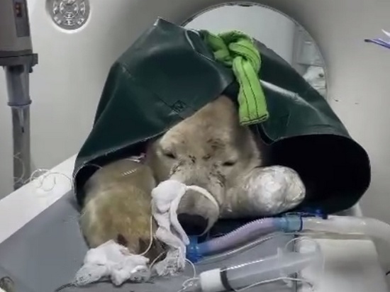 Спасенному в Диксоне Красноярского края белому медведю сделали томографию в ветклинике