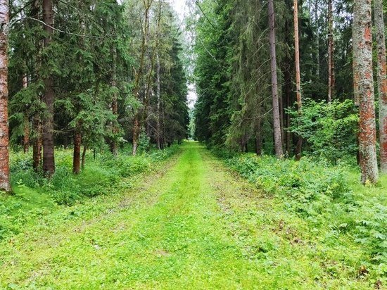В Валдайском районе спасатели вывели из леса заблудившегося мужчину