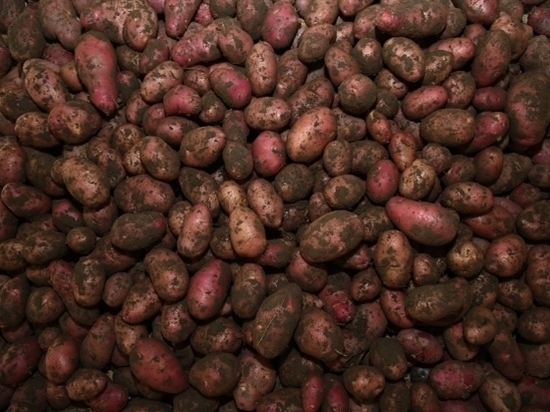 Наличие в рационе жареной картошки приводит к набору веса и старению