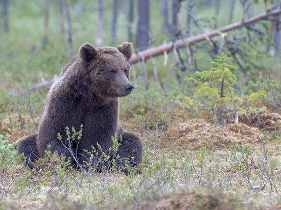 Красивый медведь повстречался северянам по дороге из Териберки